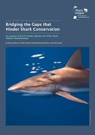 Bridging the Gaps that Hinder Shark Conservation
