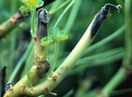 Image result for tomato seedling botrytis