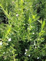 Image result for Freylinia