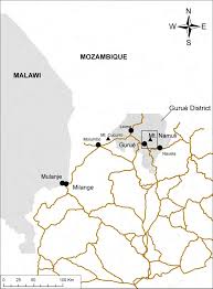 Image result for Crotalaria namuliensis