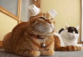 Pouncing Cat Meme Page 1 Line 17qq Com Animated images of funny cats in gif format.