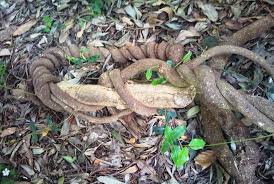 Image result for Secamone alpini