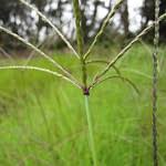 Image result for Digitaria eriantha