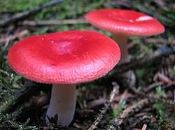 Image result for Russula polyphylla