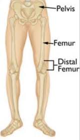 Image result for Femur Bone