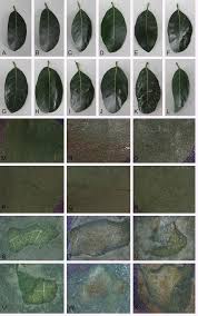 Image result for Teramnus uncinatus