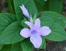 Image result for Barleria cristata