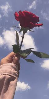 Wallpaper bunga mawar yang indah 50 wallpaper bunga hd paling cantik 2018 download wallpaper bunga mawar 59 kumpulan anek wallpaper bunga bunga mawar merah. V8o Melgukhqhm