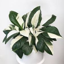 Peace lilies happily grow in bright light, but can tolerate low light; 18 Best Types Of Peace Lily In 2021 Peace Lily Plant Lily Plants Peace Lily