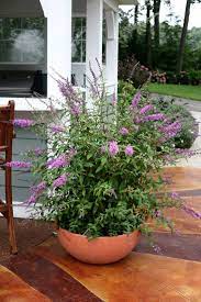 Pin On Backyard Garden Flowers