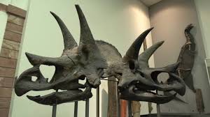 Das Neue Senckenberg Museum Erklart In 2020 Museum