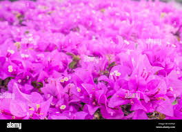 Shiny flowers hi-res stock photography and images - Alamy