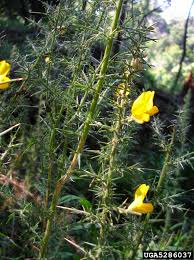 Image result for Ulex