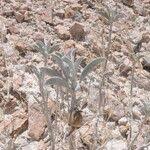 Image result for Ipomoea adenioides