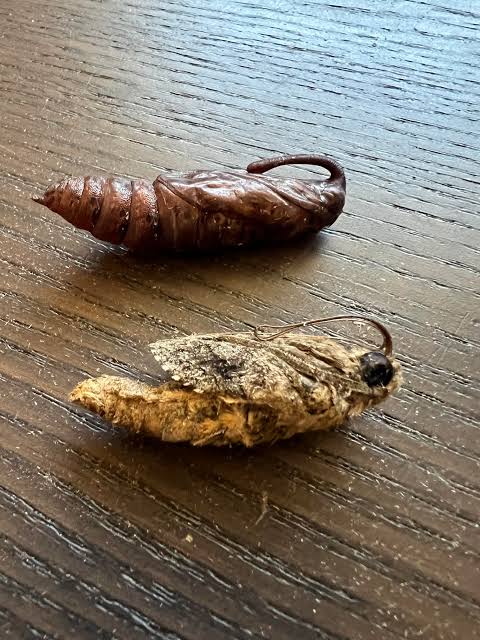 One of my hawkmoth pupa did not make it. Here is what they look like inside it. : r/moths