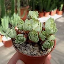 2 барбарис ауреа в ландшафтном дизайне. Greenovia Aurea Uhlig Kakteen More Than 5 000 Different Species