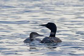 Heavy metals like mercury and lead threaten Wisconsin loons