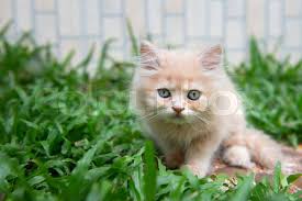 Cute little blue eyes cat lying in the grass