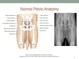 Maybe you would like to learn more about one of these? Canine Pelvic Anatomy Anatomy Drawing Diagram