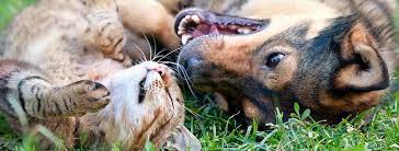 Noah in stanwood, wa has pets available for adoption. The Noah Center Who We Are Mission