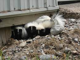 Box traps there are different types of traps that are specially meant to catch a skunk. Skunks Frogger Wildlife