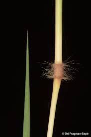 Image result for Dichanthium annulatum
