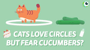 12 jan 2021 by ashish. Can Cats Eat Cucumber Complete Guide