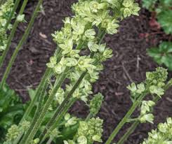 Image result for Heuchera cylindrica Greenfinch