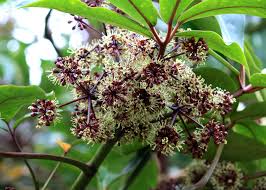 Some varieties produce attractive flowers in the. Rarely Offered New Zealand Evergreen Small Tree Pseudopanax Laetus Cacti Succulents Plants Seedlings