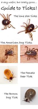 What Do Ticks Look Like A Dog Health Guide Ticks On Dogs Ticks Dog Health