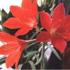 каталог комнатных комнатные цветы фото и названия и уход за ними Nazvaniya Komnatnyh Cvetov Katalog Komnatnyh Cvetov S Foto Stranica 5 V 2020 G Komnatnye Cvety Odnoletnie Cvety Echeveriya