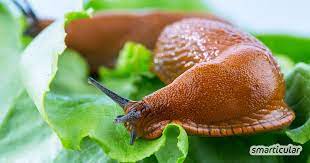 Inhaltsverzeichnis1 schnecken steckbrief2 schnecken körperbau3 bekannte schneckenarten im heimischen garten3.1 gehäuseschnecken (schnirkelschnecken)3.2 ackerschnecken3.3 schnegel3.4 wegschnecken3.5 weiterführende links. 4 Naturliche Mittel Gegen Schnecken Im Garten