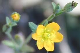 Image result for Hypericum aethiopicum