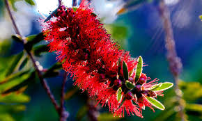To work effectively, you need to prune the tree or plant properly. Bottle Brush Tree How To Grow And Care For Callistemons Melaleucas Epic Gardening