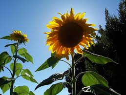 It's best to sow sunflower seeds directly into the garden (or planting sunflower seeds. Grow Sunflowers In Garden Seeds The Old Farmer S Almanac