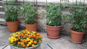 Grow tomato in container or pot. Growing Tomatoes In Pots Bonnie Plants