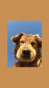 Pin By Tamara Rodriguez On Tumblr Backgrounds Dog Wallpaper Cute Dog Wallpaper Animal Wallpaper