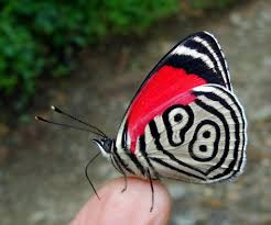 Black And White Striped Butterfly With Red Dots Top 14 Most Beautiful Butterflies In The World Amazing Colors Shapes Beautiful Butterflies Most Beautiful Butterfly Butterfly Pictures