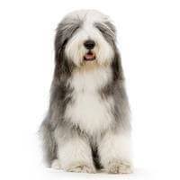 Bearded Collie Small Medium And Big Dog Breeds Pedigree Uk
