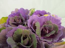 Image result for Brassica