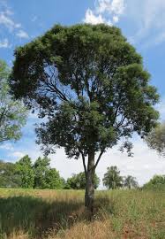 Image result for Mimosa scabrella