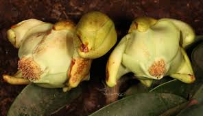 Image result for Pentadesma