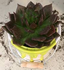 Once buds start to form, apply houseplant fertilizer according to label directions to encourage lush growth don't get too anxious to see flowers though on your newly rooted cutting. Why We Need To Repot Newly Bought Succulents Succulent Plant Care