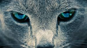 Here are only the best cool animal wallpapers. 61 Animal Wallpapers And Backgrounds