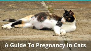 Labor signs, behavior and timeline updated jun 17, 2021 share. How Long Are Cats Pregnant Cat Pregnancy Guide Food Stages Signs