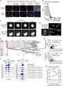 Frontiers | A novel SATB1 protein isoform with different ...