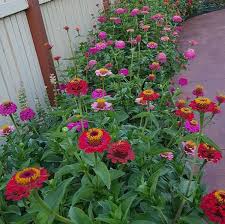 Zinnia Lilliput Mix Zinnias Plants Flower Pots
