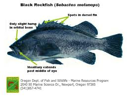 Odfw Finfish Species Rockfish