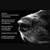 What does it mean if you see your dead pet. Https Encrypted Tbn0 Gstatic Com Images Q Tbn And9gcsmncenzfwkjvtrcvvix10eescqepuyoyoptmxaa Rh0jirvi5 Usqp Cau