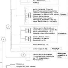 Image result for Malvaceae subfamily Malvoideae